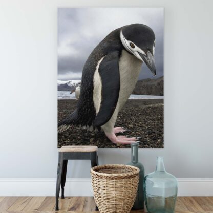 Animals and Living (1825CV) - Image 2