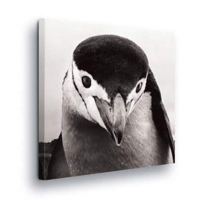 Animals and Living (1829CV)