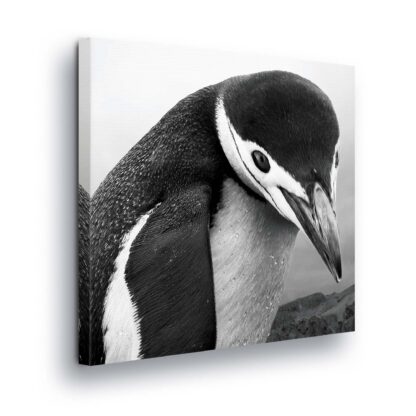 Animals and Living (1830CV)