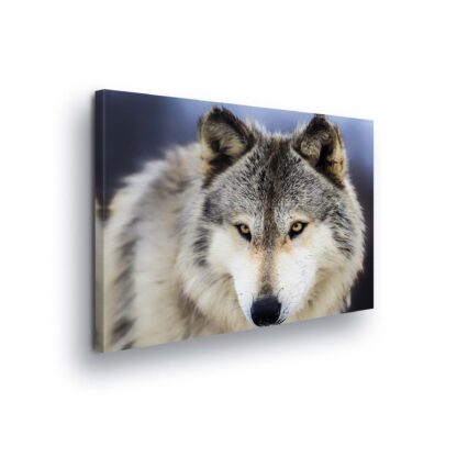 Animals and Living (20308CV)