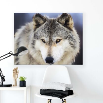 Animals and Living (20308CV) - Image 2