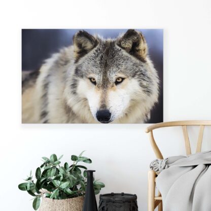Animals and Living (20308CV) - Image 3