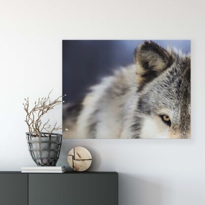 Animals and Living (20308CV) - Image 5
