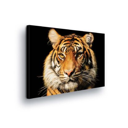 Animals and Living (20310CV)