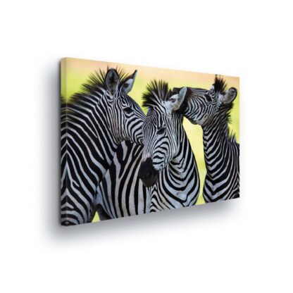 Animals and Living (20313CV)