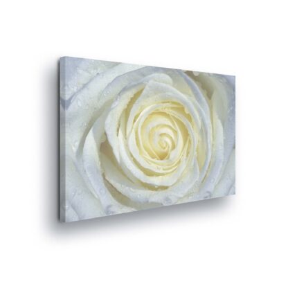 Flowers (206CV)