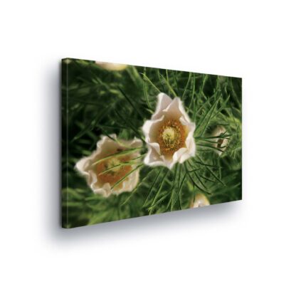 Flowers (2070CV)