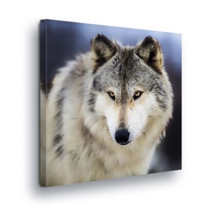Animals and Living (2074CV)