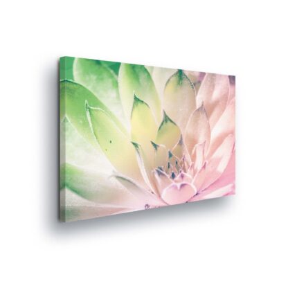 Plants (2135CV)