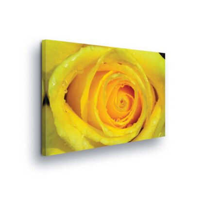 Flowers (219CV)