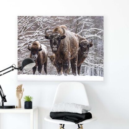 Animals and Living (2578CV) - Image 2
