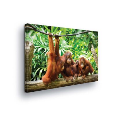 Animals and Living (2600CV)