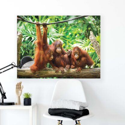 Animals and Living (2600CV) - Image 2