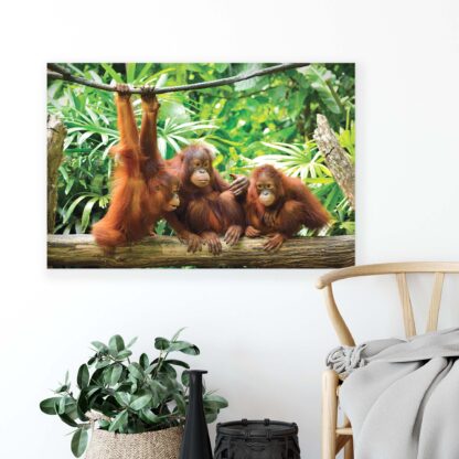 Animals and Living (2600CV) - Image 3