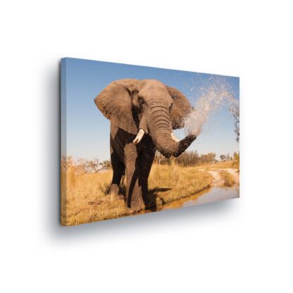 Animals and Living (2602CV)