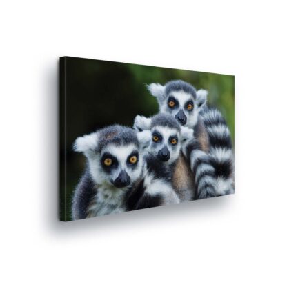 Animals and Living (2603CV)