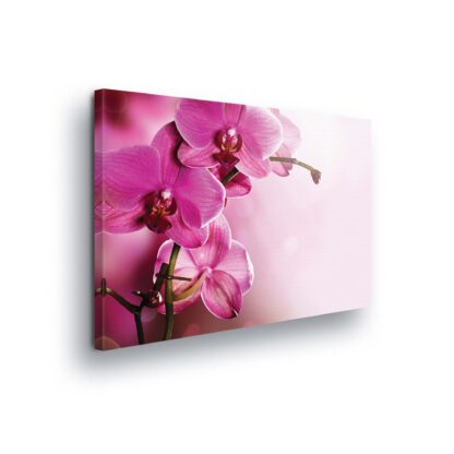 Flowers (423CV)