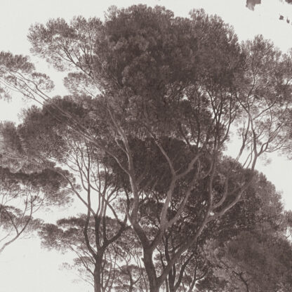 Tapeet 376511 - Image 5