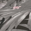 Tapeet 385221 - Image 4
