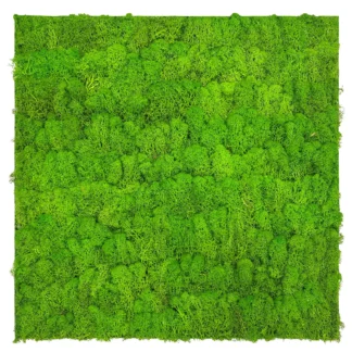 Naturaalne samblapaneel 136677