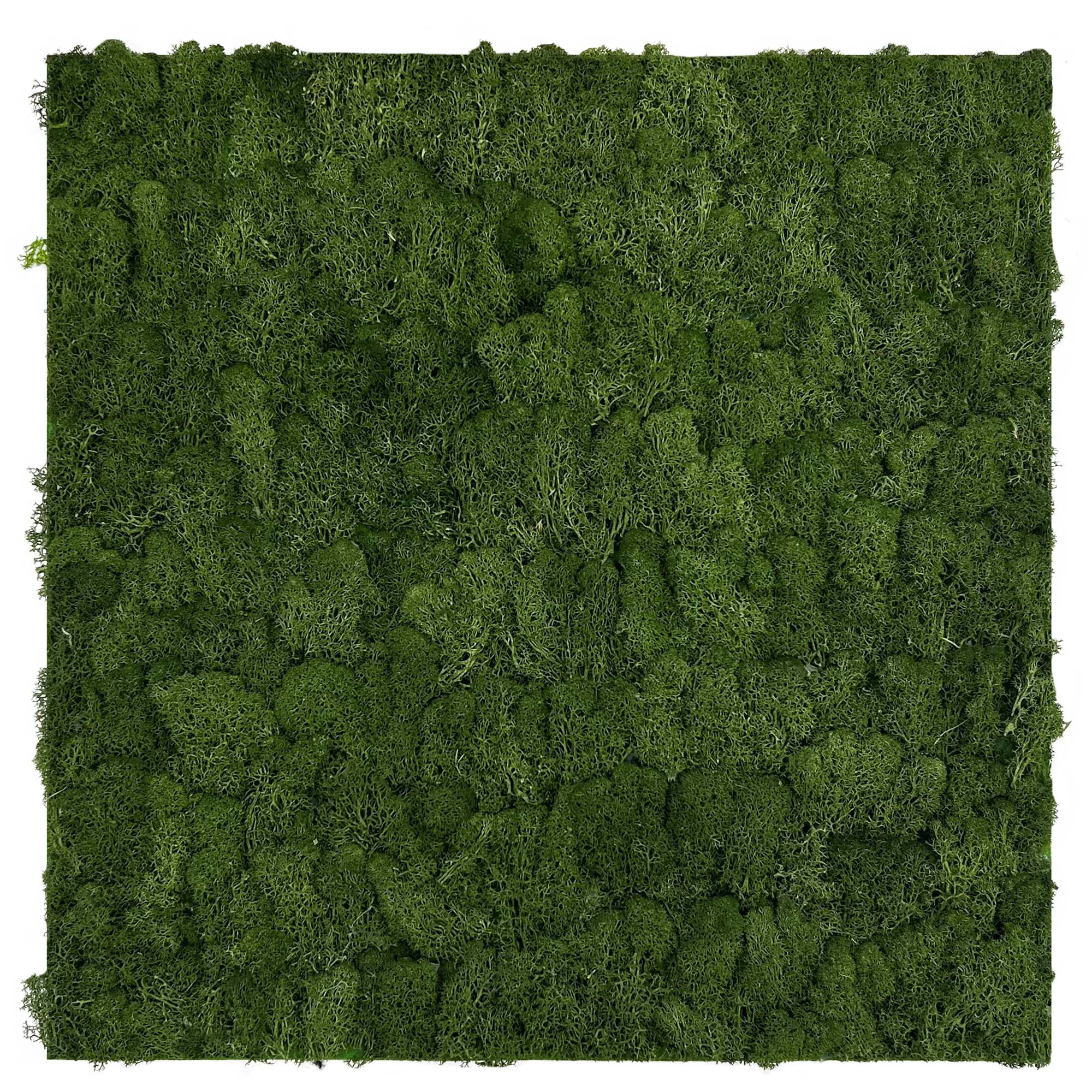 Naturaalne samblapaneel 136678