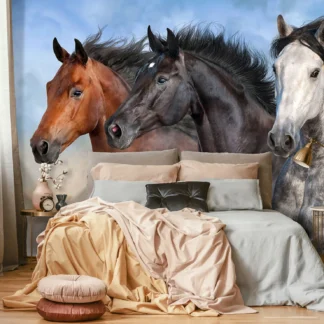 Hobused – fototapeet 14137