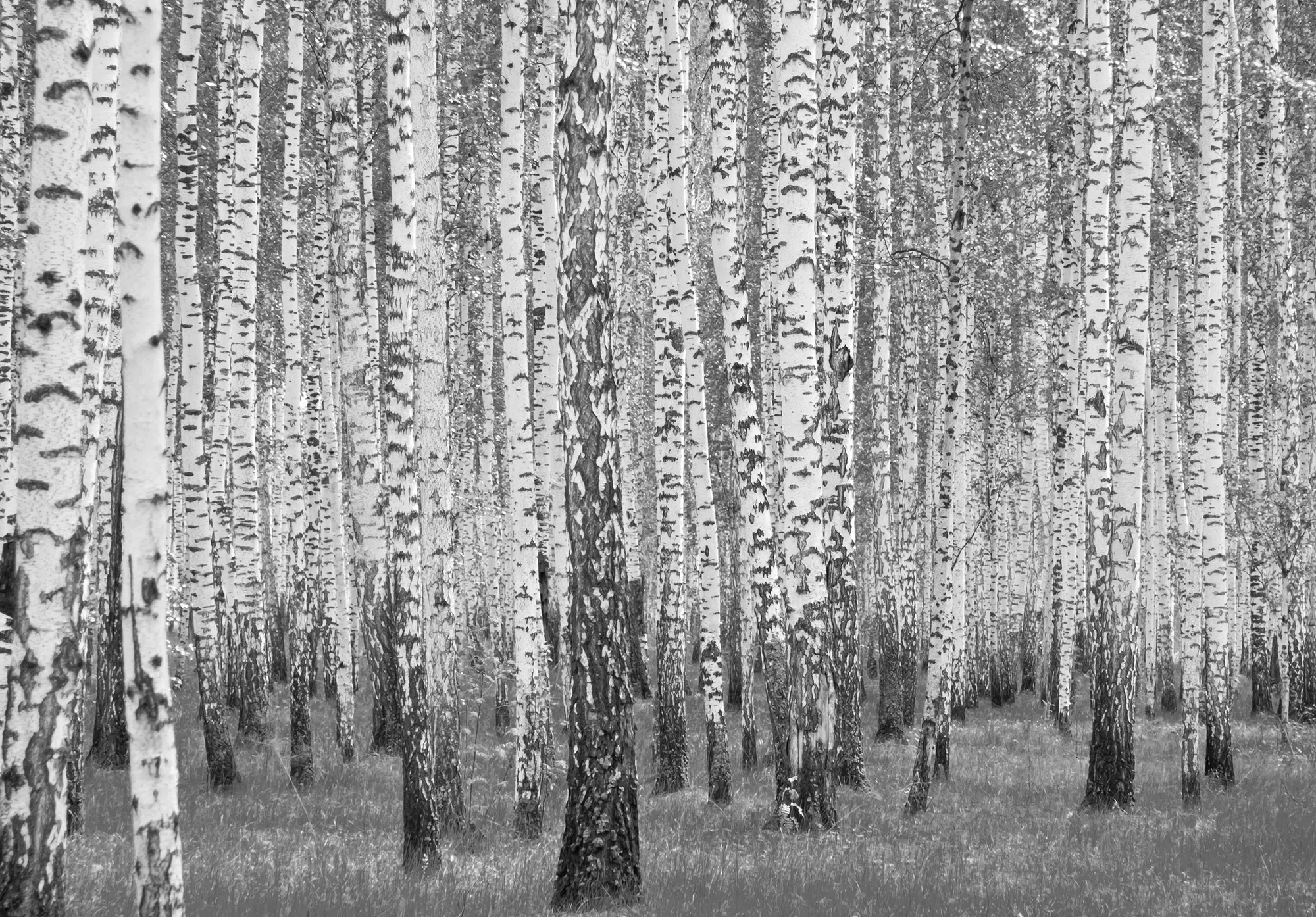 Kasepuud – fototapeet 14211 - Image 6