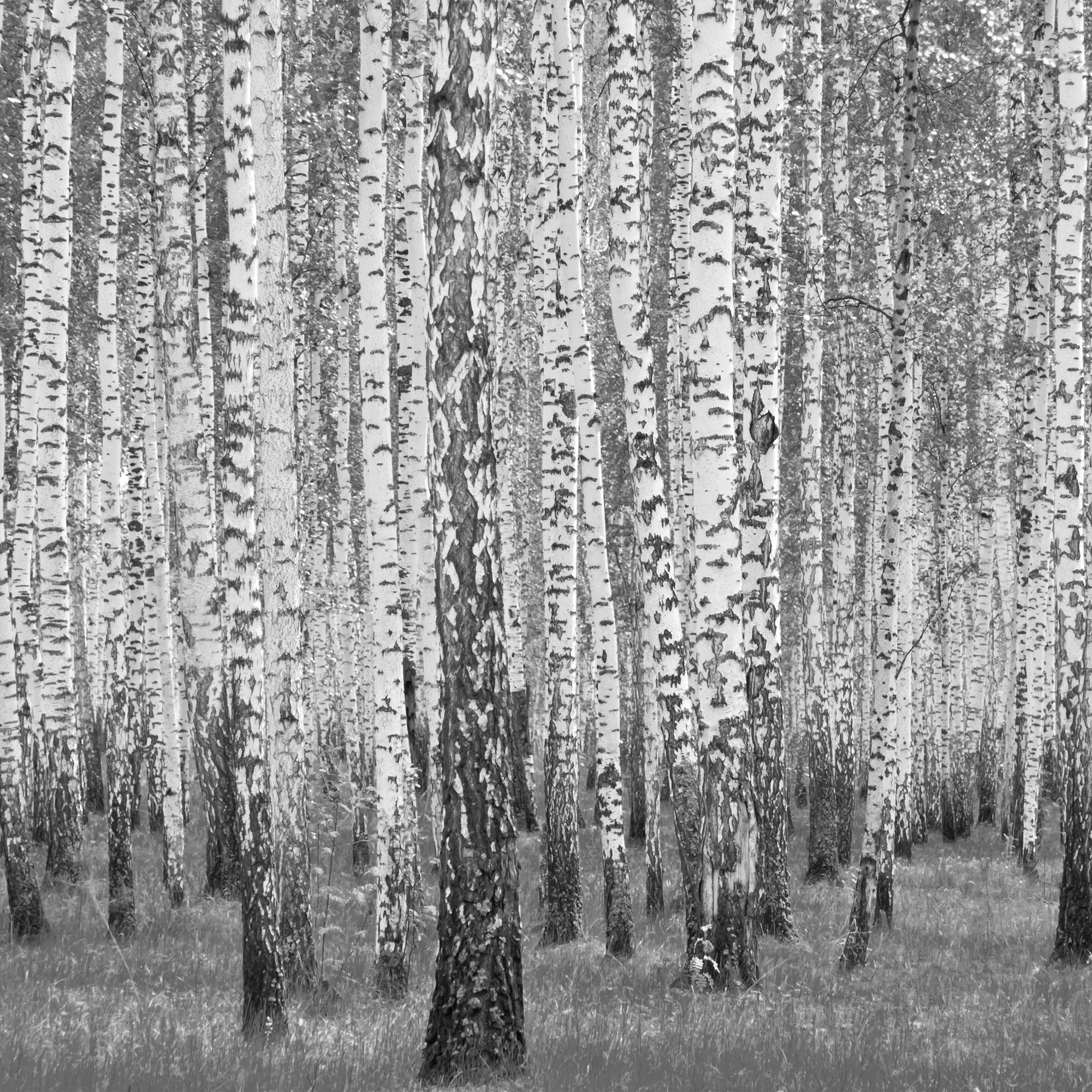Kasepuud – fototapeet 14211 - Image 5
