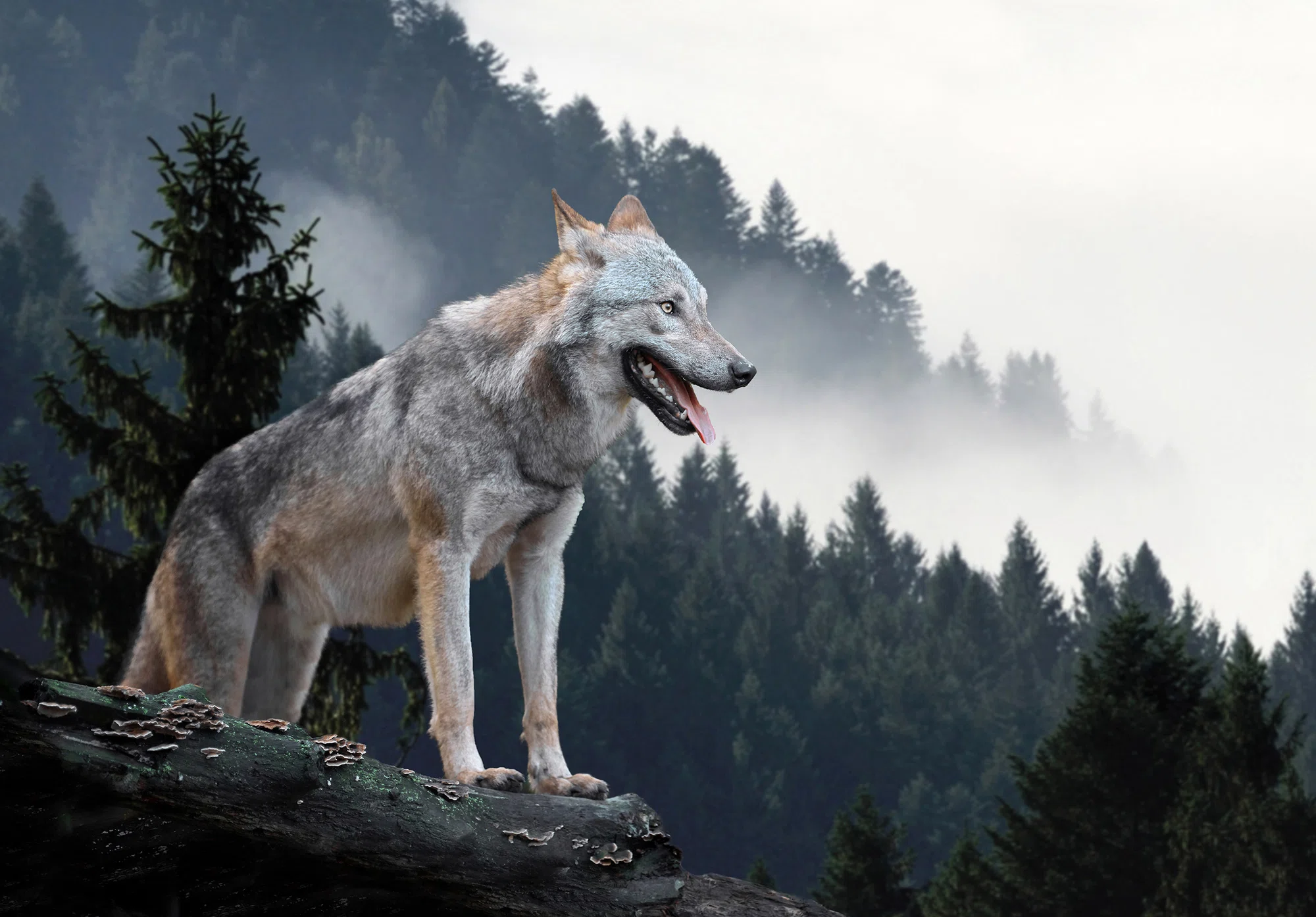 Hunt – fototapeet 14424 - Image 6