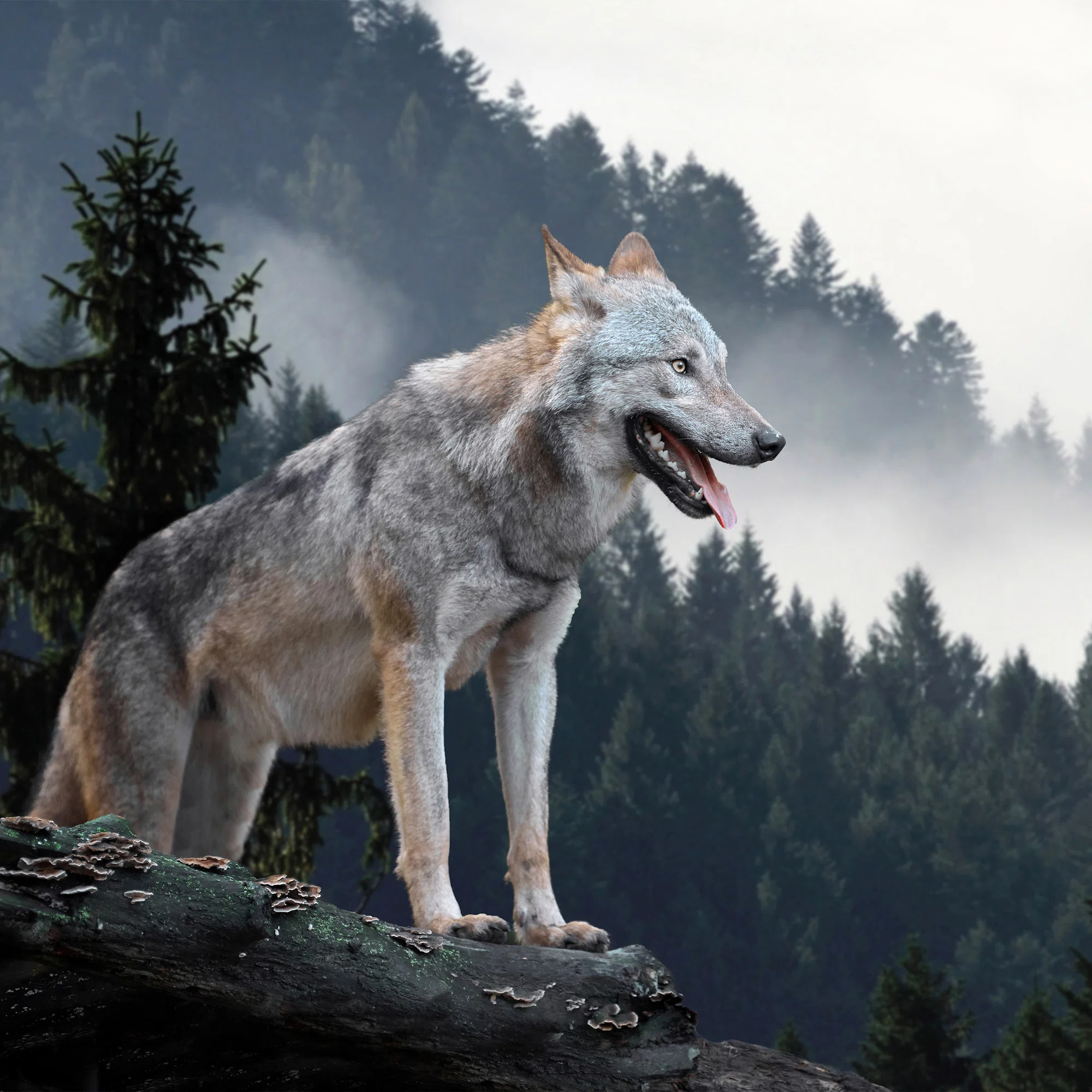 Hunt – fototapeet 14424 - Image 5