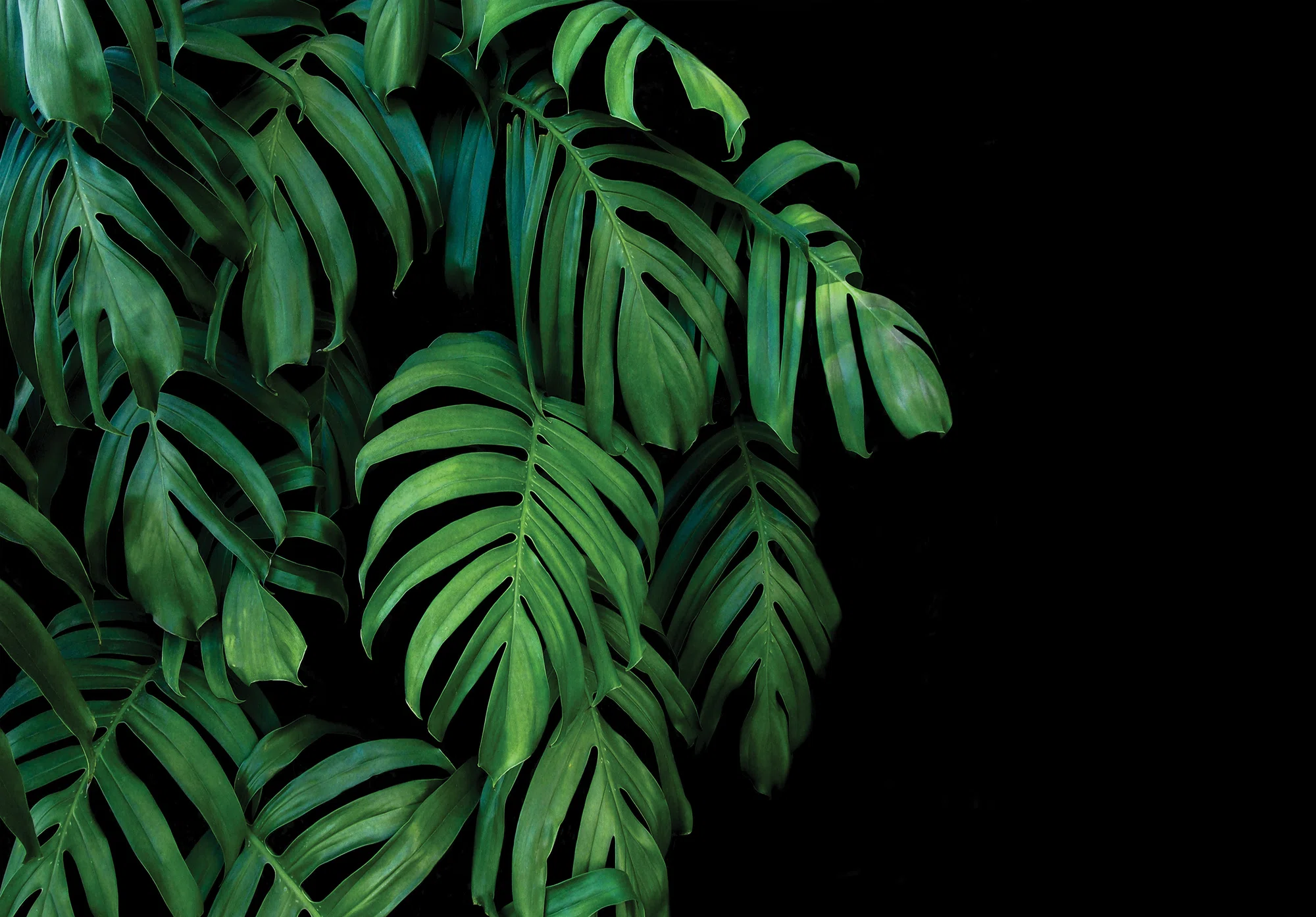 Monstera lehed – fototapeet 14549 - Image 6