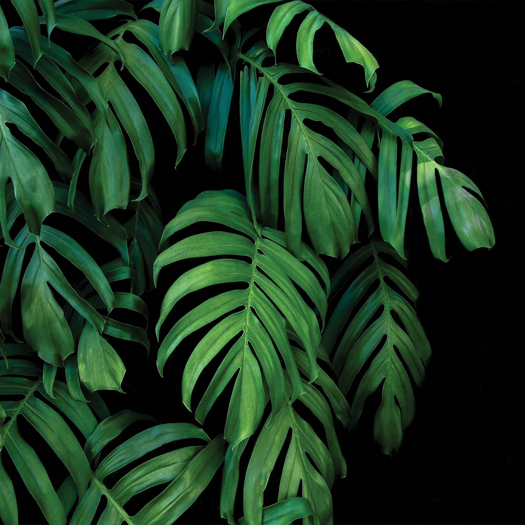 Monstera lehed – fototapeet 14549 - Image 5