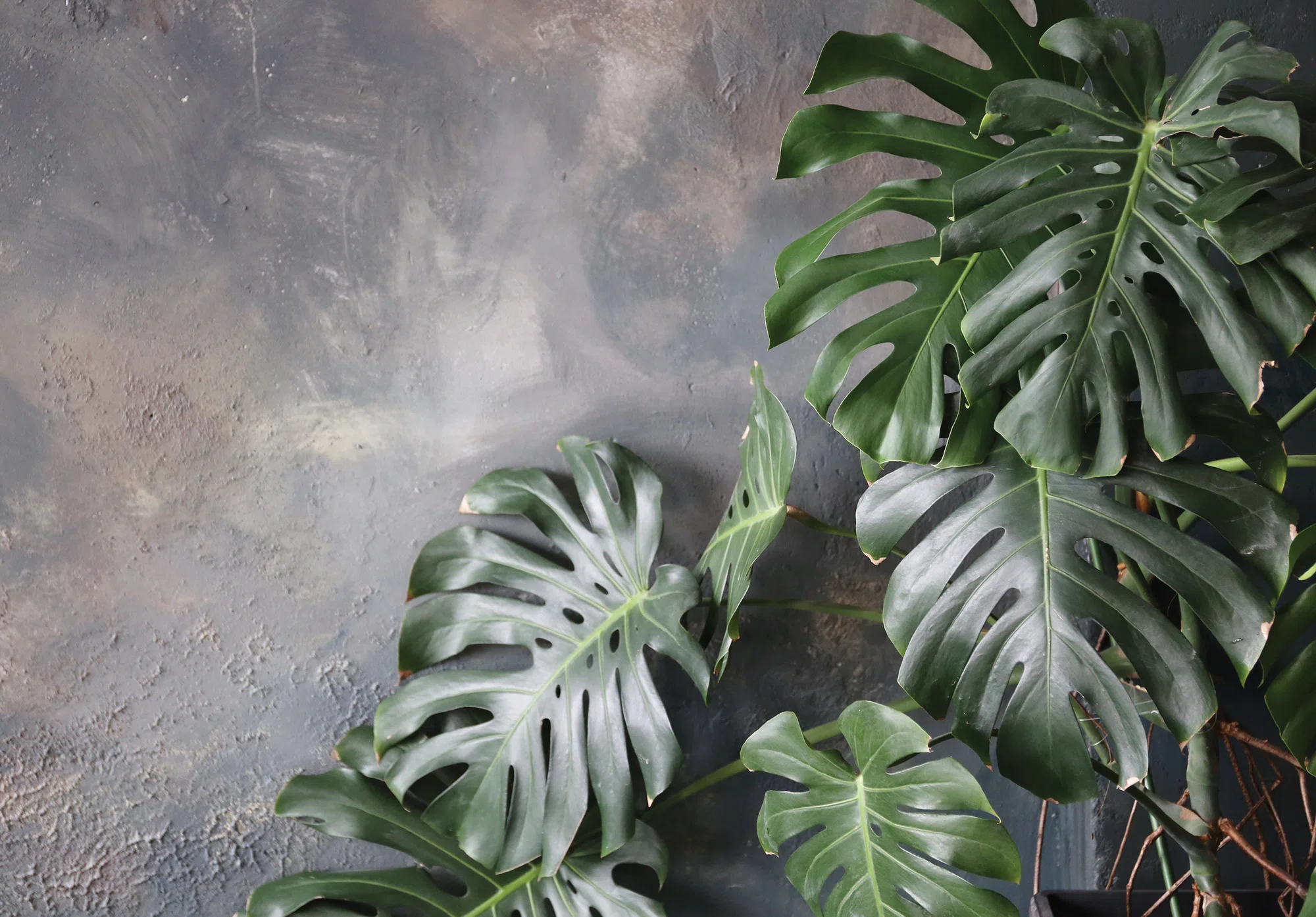 Monstera lehed – fototapeet 14551 - Image 6