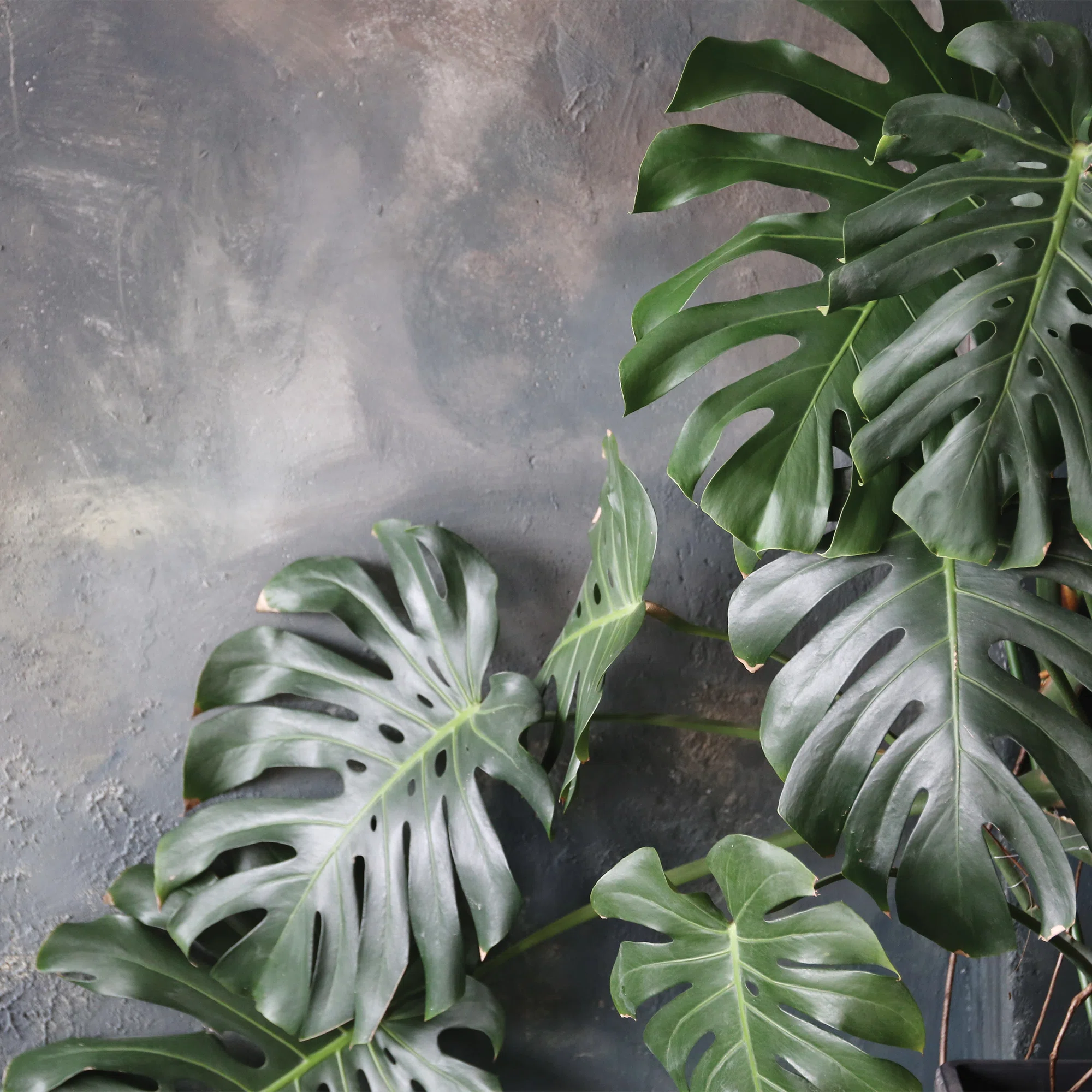 Monstera lehed – fototapeet 14551 - Image 5