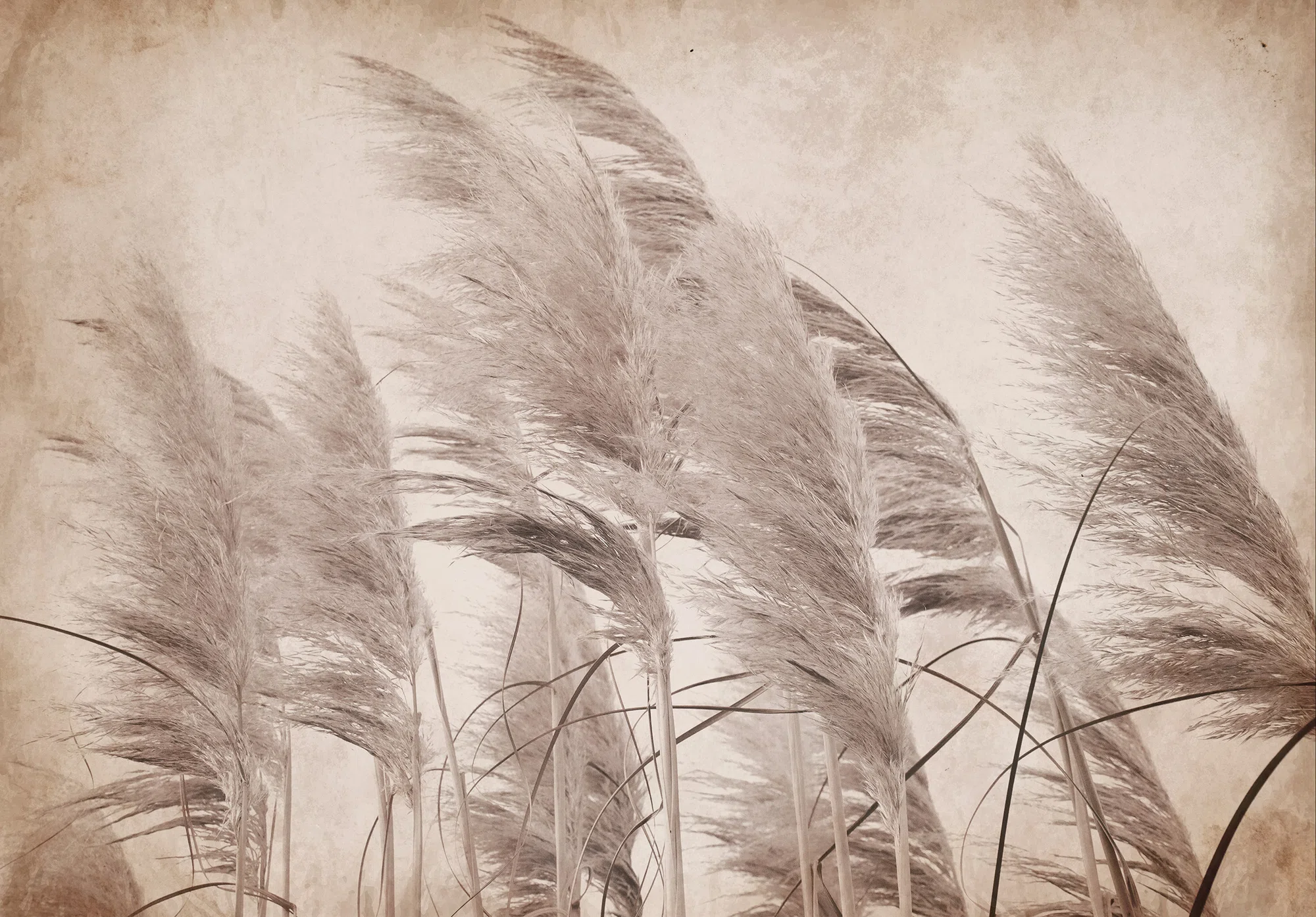 Dekoratiivne seinamotiiv – fototapeet 14553 - Image 6